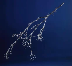 Beschneiter Ast, 140 Cm