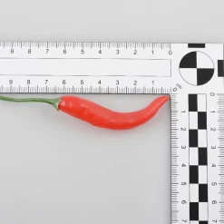 Chili-Schoten Lebensmittel-Attrappe, 36 Stück