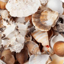 Deko Muscheln Und Schnecken, 1400 G