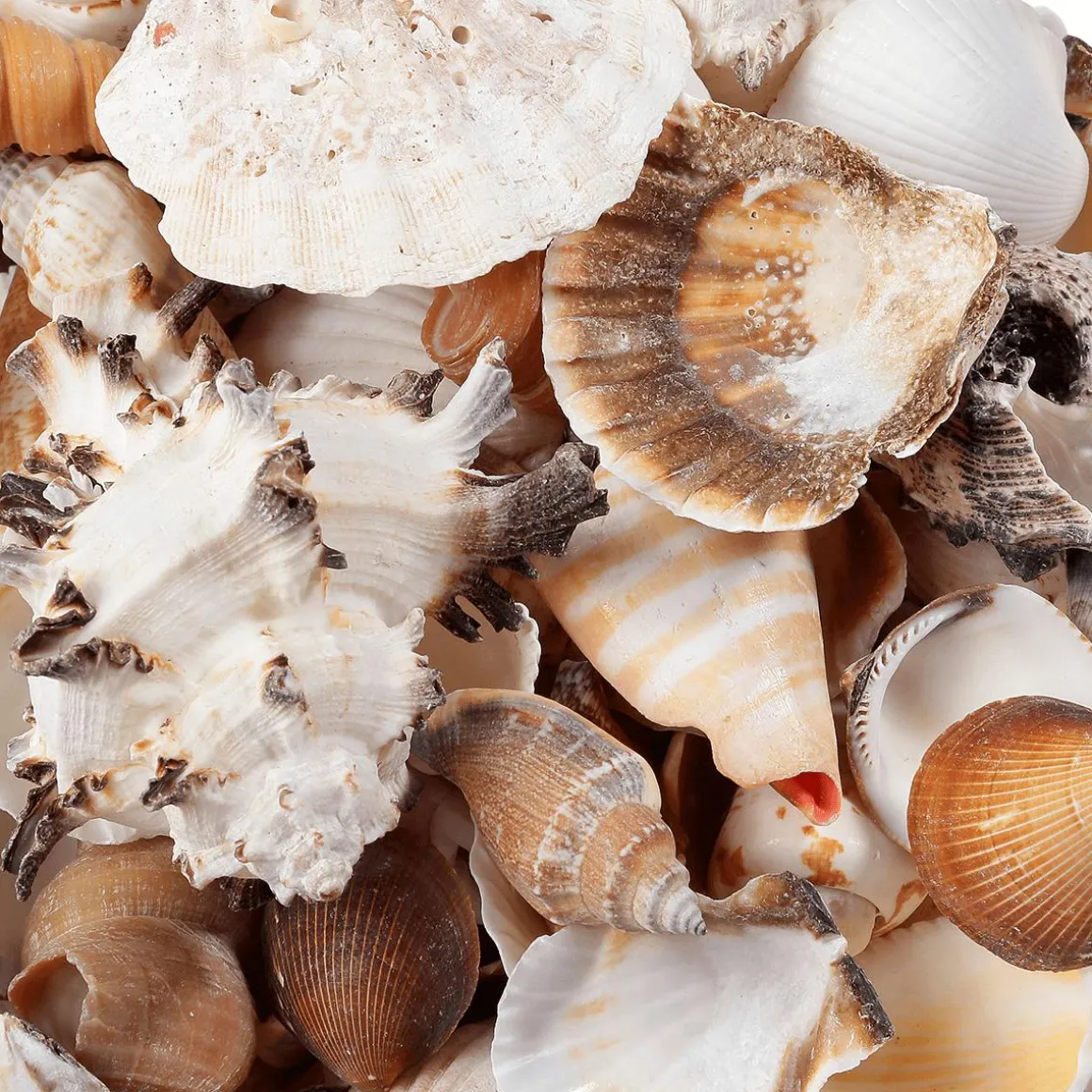 Deko Muscheln Und Schnecken, 1400 G