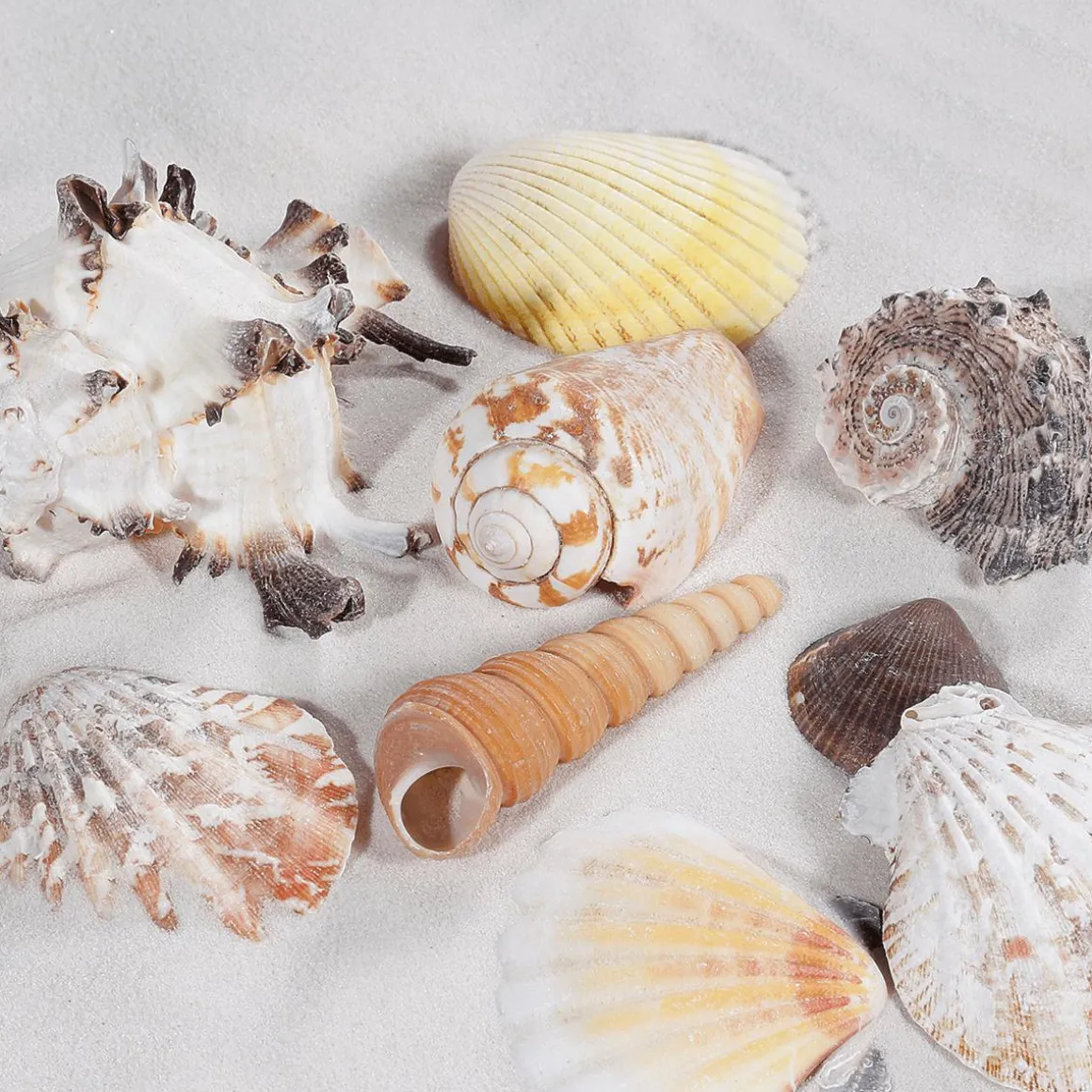 Deko Muscheln Und Schnecken, 1400 G