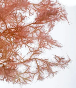 Dekoschilf Pampasgras, 90 Cm