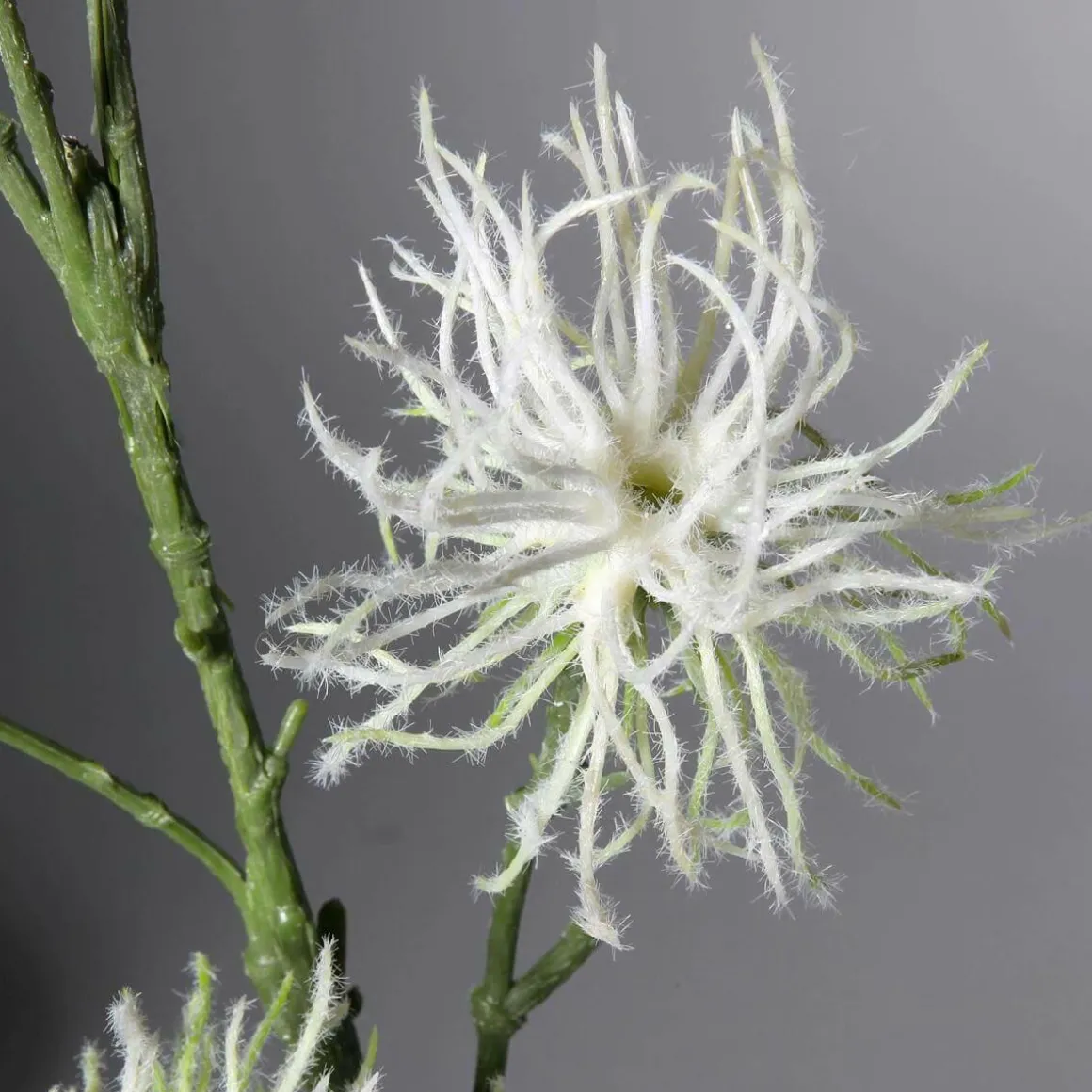 Dekozweig Clematis-Fruchtstand 87 Cm