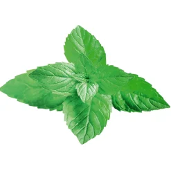 Display-Hänger "Minze" 55 Cm Breit