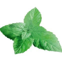 Display-Hänger "Minze" 55 Cm Breit