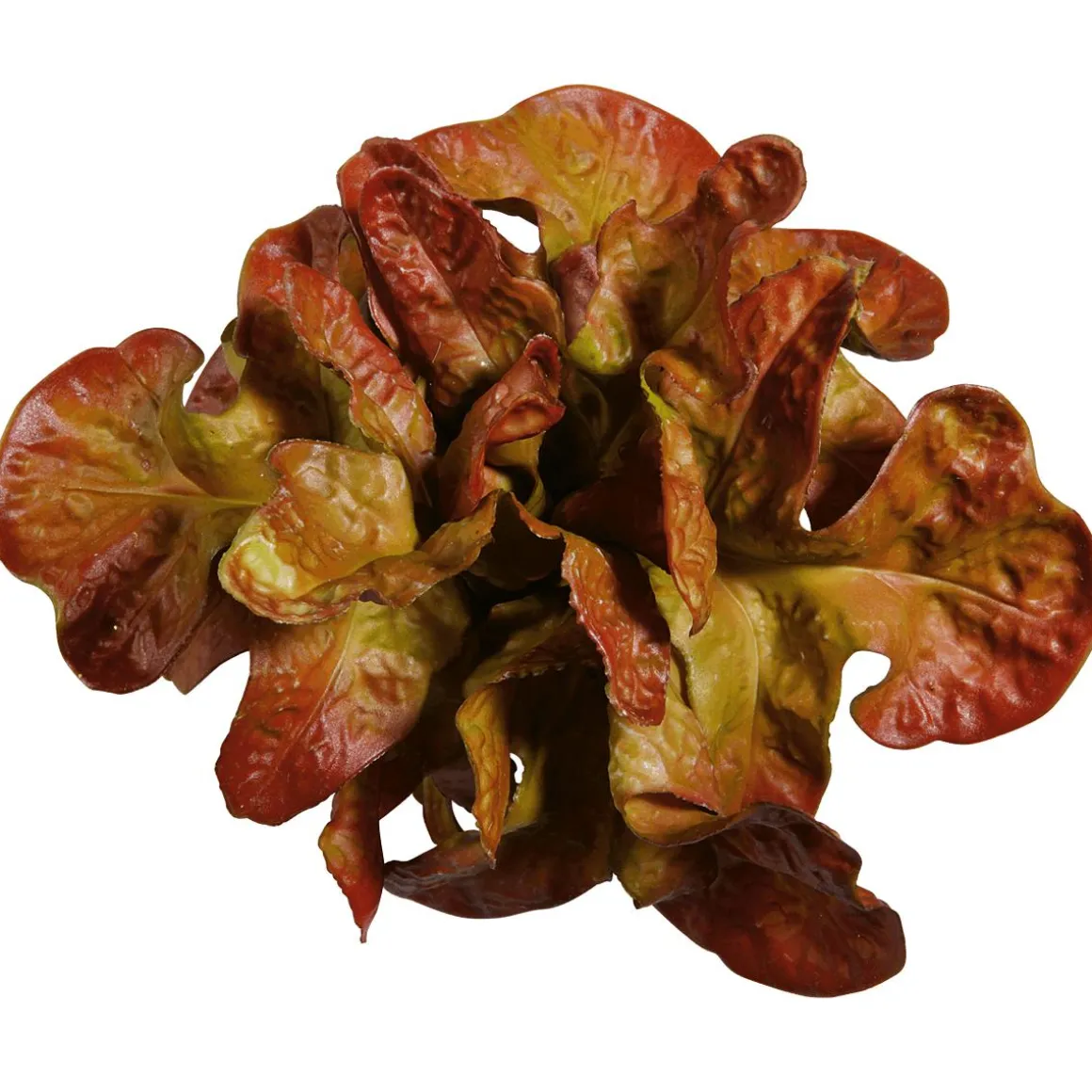 Eichblattsalat Rot Lebensmittel-Attrappe, 23 Cm Ø