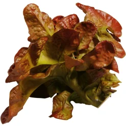 Eichblattsalat Rot Lebensmittel-Attrappe, 23 Cm Ø