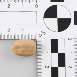 Geschälte Erdnüsse -Lebensmittel-Attrappen 50 G Beutel