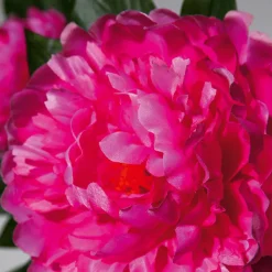 Künstliche Pfingstrose Im Topf