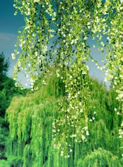 Kunstpflanzenhänger Senecio, 90 Cm