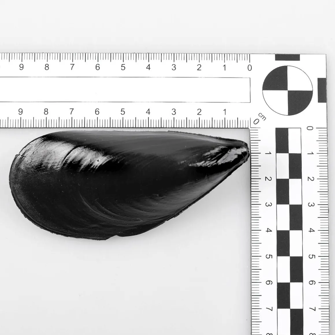 Miesmuscheln Lebensmittel-Attrappen, 24 Stück