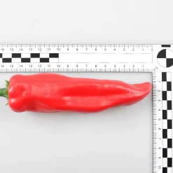 Pepperonis Rot Lebensmittelattrappe