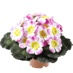 Primel Im Topf 19 Cm Ø Rosa