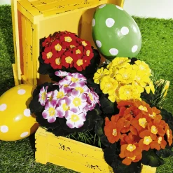 Primel Im Topf 19 Cm Ø Rosa