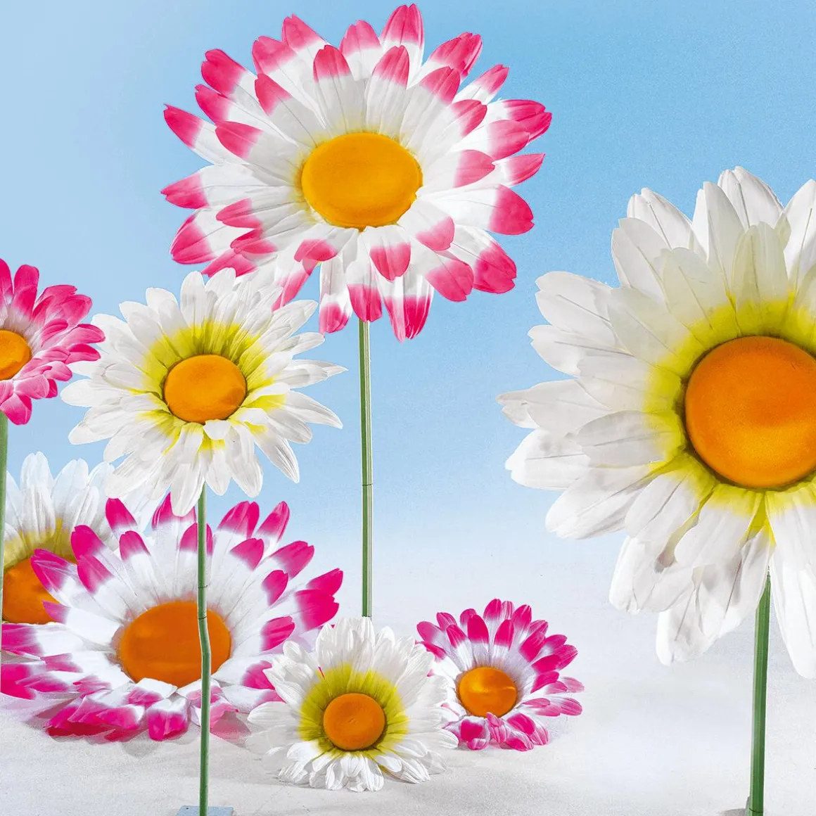 Riesen Gänseblümchen Weiß, 100 Cm