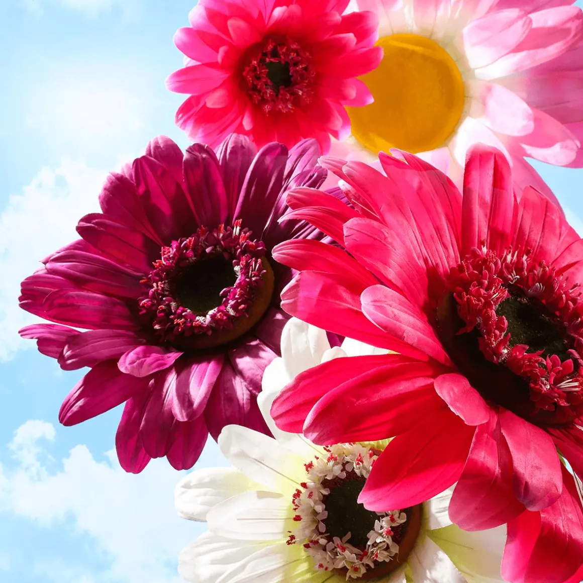 Riesen-Gerbera-Blüte Lila, 45 Cm Ø