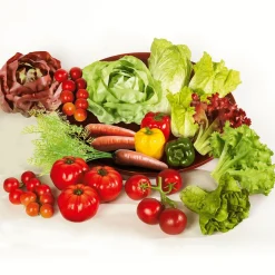 Römersalat Grün Lebensmittel-Attrappe