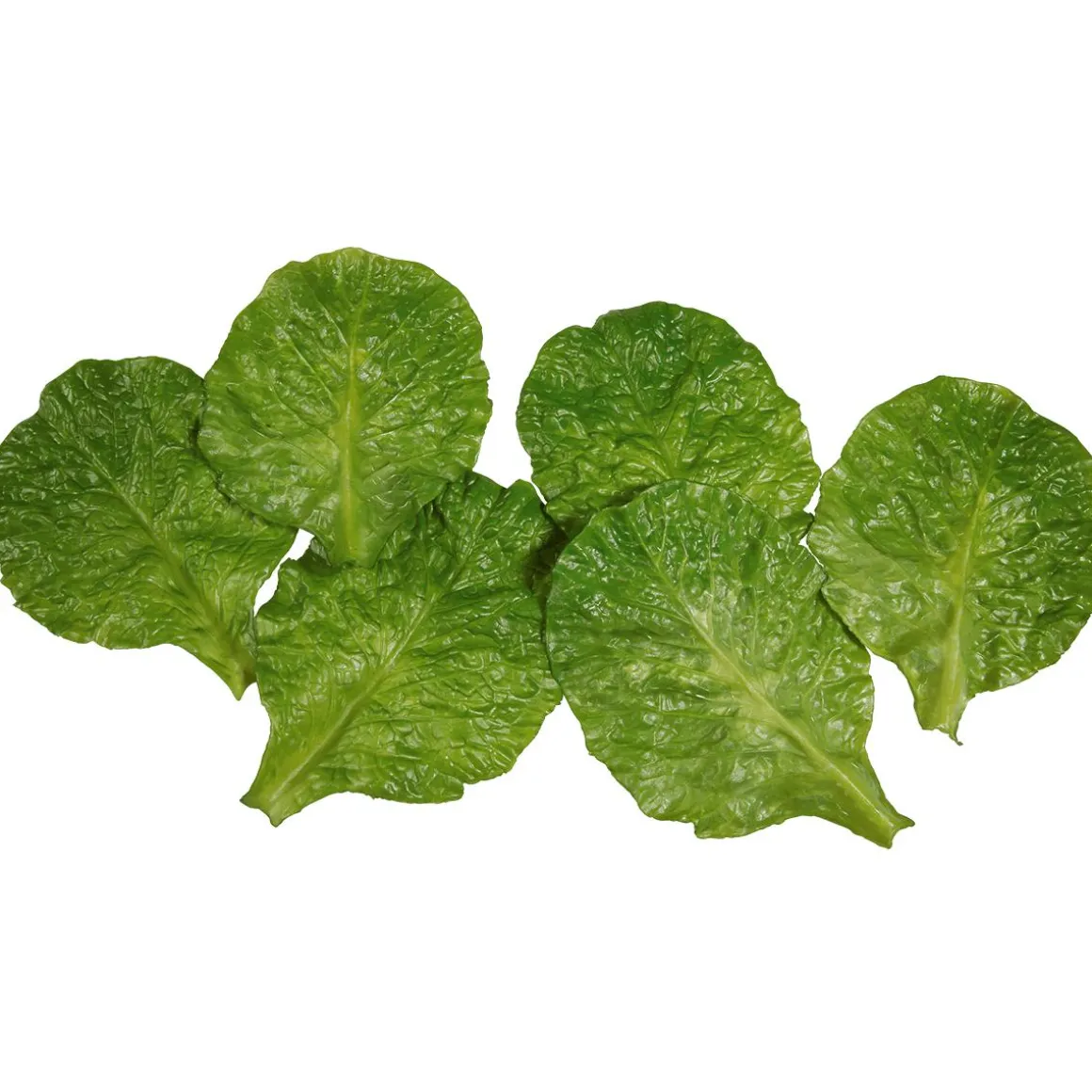 Romana-Salatblätter Grün Lebensmittel-Attrappe, Pack 6 Stück