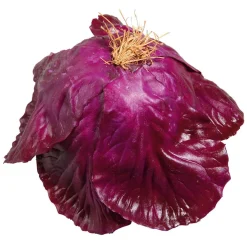 Rotkohl Lebensmittel-Attrappe, 13 Cm Ø
