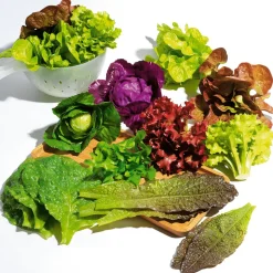 Rotkohl Lebensmittel-Attrappe, 13 Cm Ø