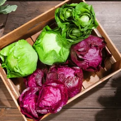 Rotkohl Lebensmittel-Attrappe, 13 Cm Ø