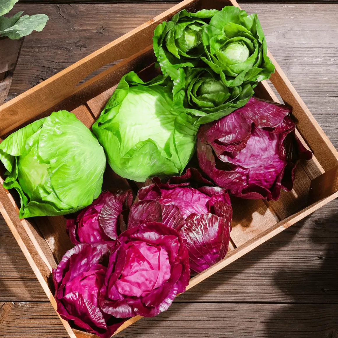 Rotkohl Lebensmittel-Attrappe, 13 Cm Ø