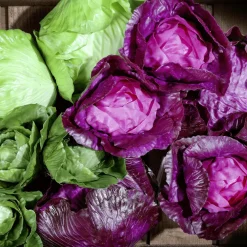 Rotkohl Lebensmittel-Attrappe, 13 Cm Ø