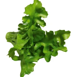 Rucola Salat Lebensmittel-Attrappe, Pack à 2 Stück