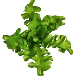 Rucola Salat Lebensmittel-Attrappe, Pack à 2 Stück