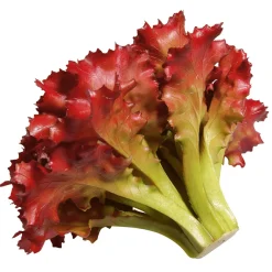 Salat Lollo Rosso Lebensmittel-Attrappe, 16 Cm Ø