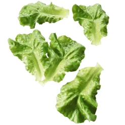 Salatblätter Grün Lebensmittel-Attrappe, Pack à 5 Stück