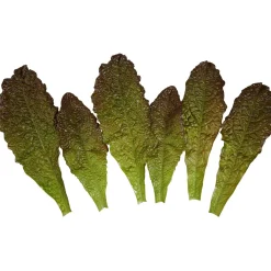 Salatblätter Grün-rot Lebensmittel-Attrappe, Pack à 6 Stück
