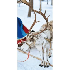 Schwer Entflammbarer Stoffbanner "Rentier Mit Schlitten" Aus Fahnenstoff 100 X 200 Cm