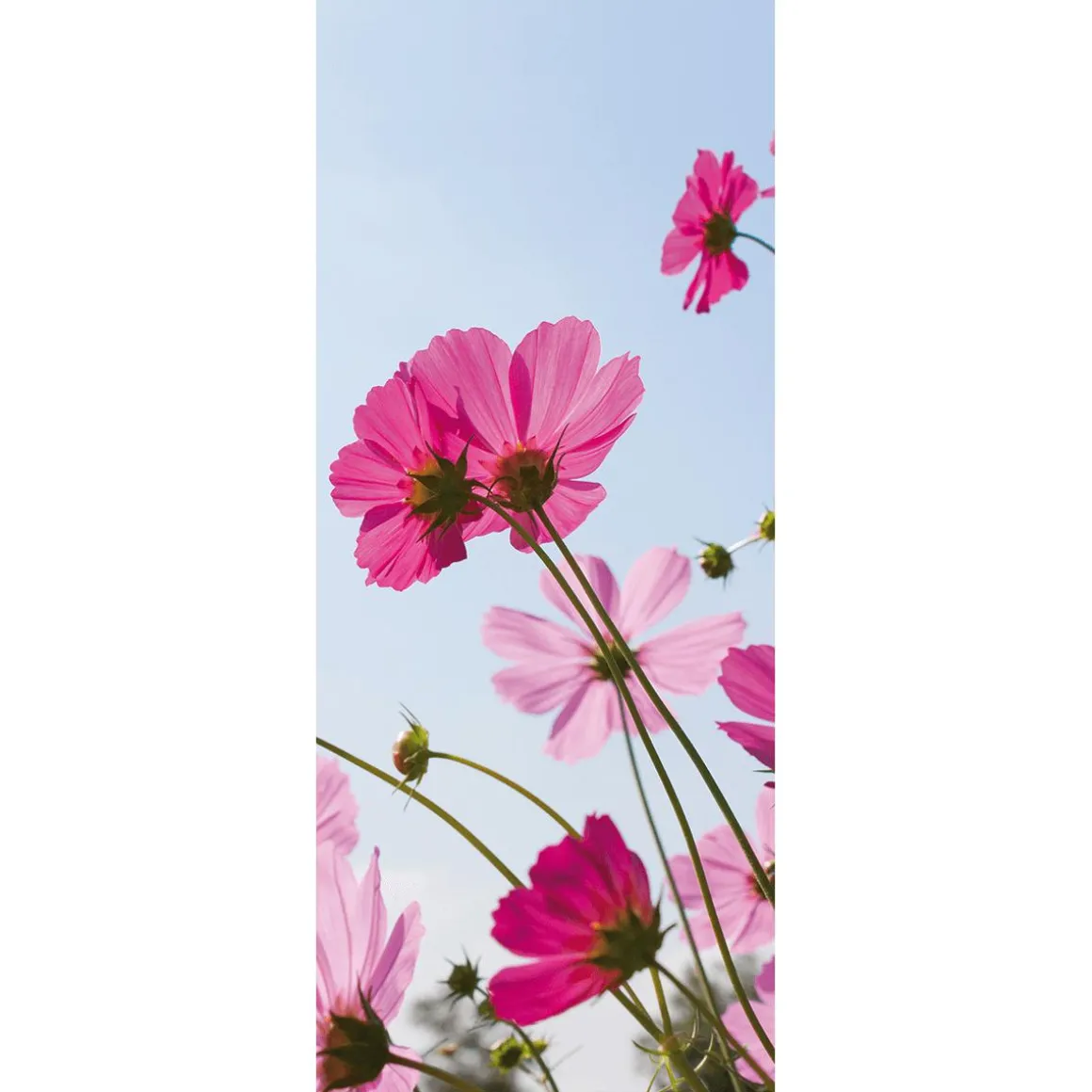 Schwer Entflammbarer Stoffbanner Rosa Cosmea-Blüten Aus Fahnenstoff 75 X 180 Cm