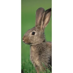 Schwer Entflammbarer Stoffbanner Brauner Feldhase Aus Fahnenstoff 75 X 180 Cm