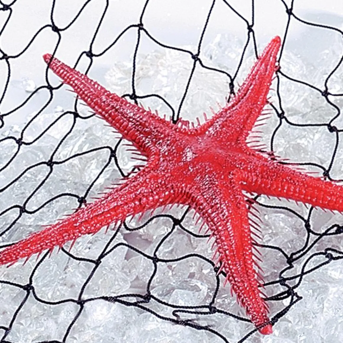 Seestern-Attrappe, Pack à 2 Stück