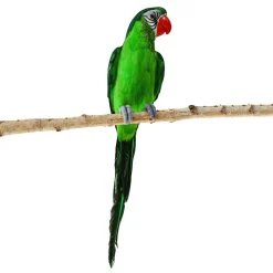 Sitzender Grüner Deko Papagei 66 X 16 X 17 Cm