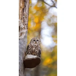 Stoffbanner Eule 100 X 200 Cm