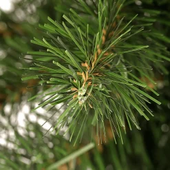 Tannengirlande Deluxe 270 Cm, 30 Cm Ø