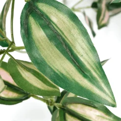 Tradecantiahänger Im Topf 30 Cm