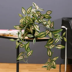 Tradecantiahänger Im Topf 30 Cm