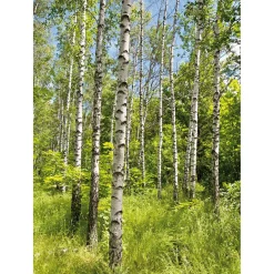 XL-Stoffbanner „Birkenwald Im Frühling“ Aus Schwer Entflammbarem Fahnenstoff 150 X 200 Cm