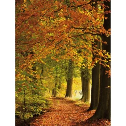 XL-Stoffbanner "Herbstwald" Aus Schwer Entflammbarem Fahnenstoff 150 X 200 Cm