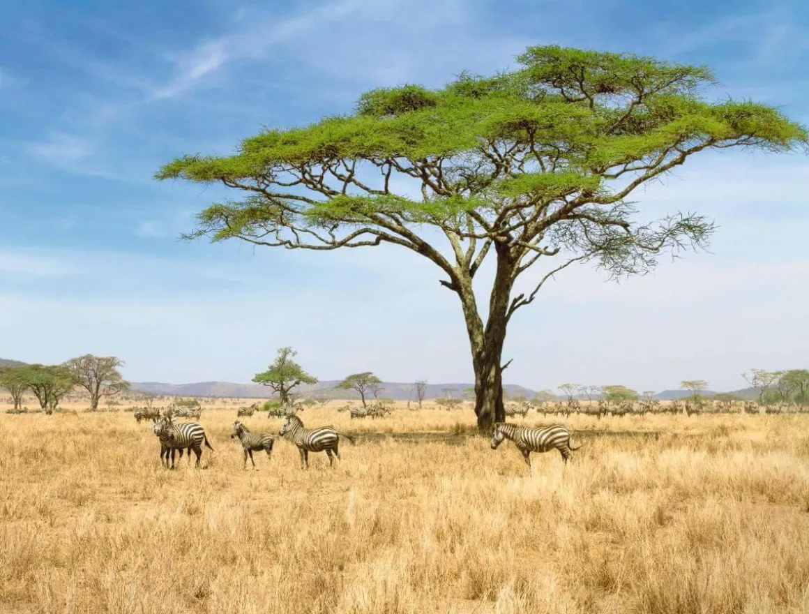 XXL-Planenbanner "Afrikanische Savanne" Aus Schwer Entflammbarer LKW-Plane 250 X 330 Cm
