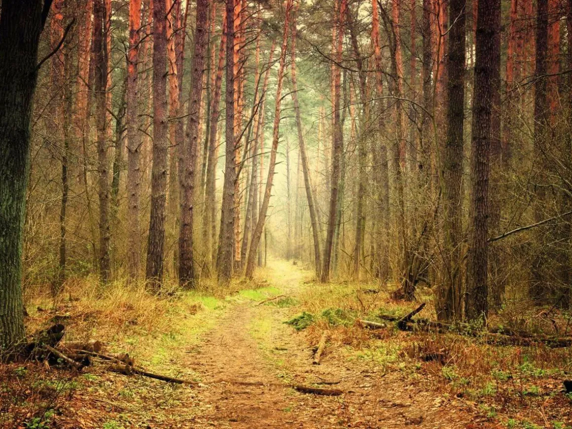 XXL-Planenbanner "Herbstlicher Waldweg" Aus Schwer Entflammbarer LKW-Plane 250 X 330 Cm